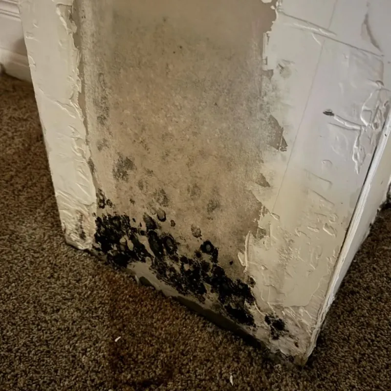Professional Mold Removal in Monroe County, WV